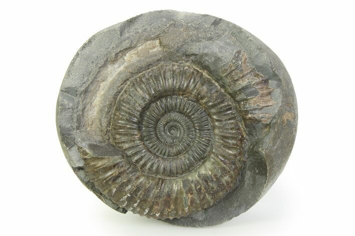 Jurassic Ammonite (Dactylioceras) Fossil - England #351317